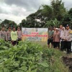 Ketahanan Pangan Polri ; Polres Bangka dan Polsek Mendo Barat Tinjau Program Pekarangan Bergizi di Desa Kace Timur, Dukung Ketahanan Pangan Lokal