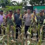 Wujudkan Ketahanan Pangan Polri, Polsek Merawang Panen Jagung Perdana