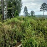 Dua Proyek Jalan Usaha Tani ( JUT ) di Gayo Lues Terbengkalai, Warga Minta APH Usut Dugaan Penyimpangan Dana
