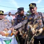 Kapolres Belitung Laksanakan Panen Jagung Di Desa Badau