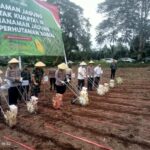 Yosep Lengkong ” Apresiasi, Polda Sulut dan Jajaran Tanam Jagung Serentak Kuartal III Tahun 2025 Di lahan Perhutanan Sosial Didesa Laikit Kecamatan Dimembe ,kabupaten Minahasa Utara !!!