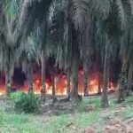 Sebuah Lokasi Pengumpulan Minyak Ilegal Terbakar di Tanjung Dalam, Polisi Lakukan Penyelidikan