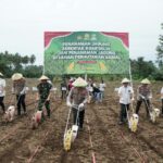 Polda Sulut, forkopimda Bersama Polres Minut Dan Pemkab Minut Dukung Ketahanan Pangan tanam jagung di desa Laikit !!!