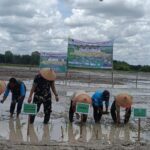 Dandim 0415/Jambi Hadiri Tanam Perdana Padi Sawah di Batanghari, Dukung Ketahanan Pangan Nasional