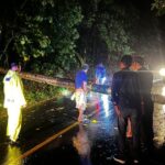 Pohon Tumbang di Ruas Jalan Nasional Wori – Likupang di desa Minaesa, Gerak Cepat Polsek Wori dan Masyarakat Melakukan Pembersihan